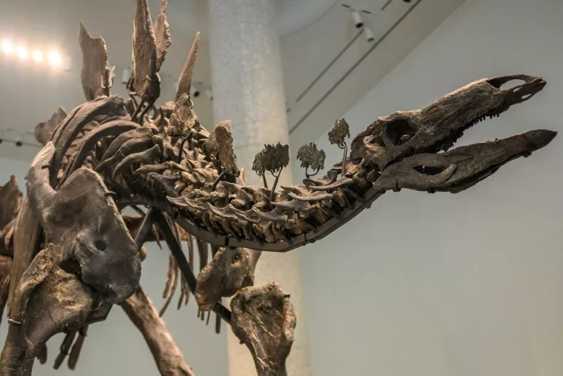 Anonymous American Spends Millions on Dinosaur Fossil