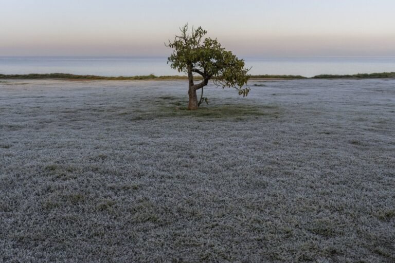 July 13, 2024 | An Ombu tree stands surrounded by grass covered with frost in Montevideo, Uruguay.