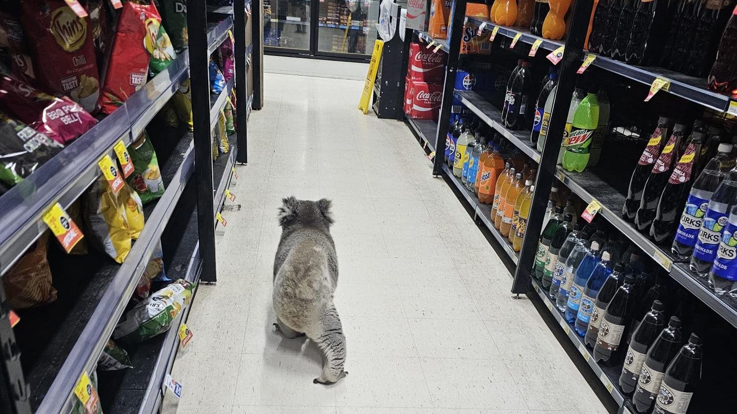 Teenage male koala escorted from supermarket in Australia